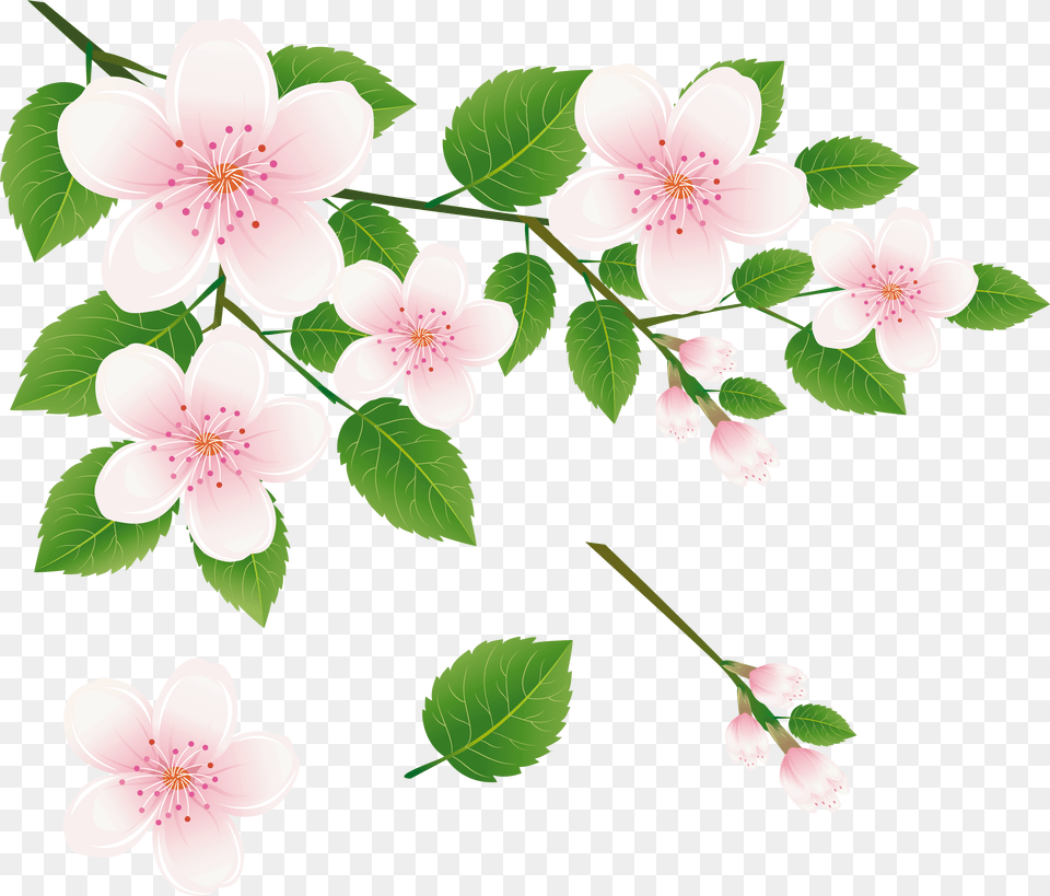 Flowers On A Tree Branch, Anemone, Flower, Plant, Cherry Blossom Png Image