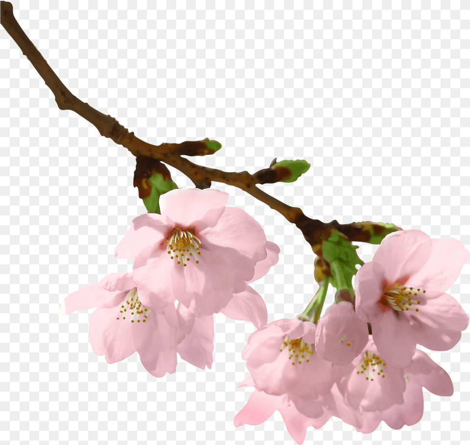 Flowers On Branch, Flower, Plant, Pollen, Rose Free Transparent Png