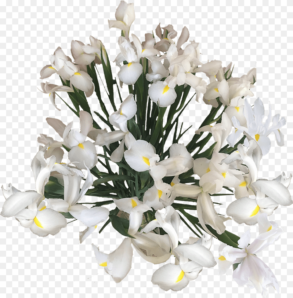 Flowers Online Blue White Wholesale Prices Bouquet, Flower, Flower Arrangement, Flower Bouquet, Petal Png