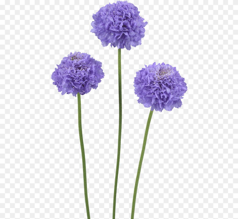 Flowers Only, Carnation, Dahlia, Flower, Plant Free Png