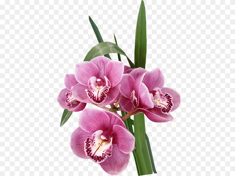 Flowers Orchids Pink Gambar Bunga Anggrek, Flower, Orchid, Plant, Petal Png Image