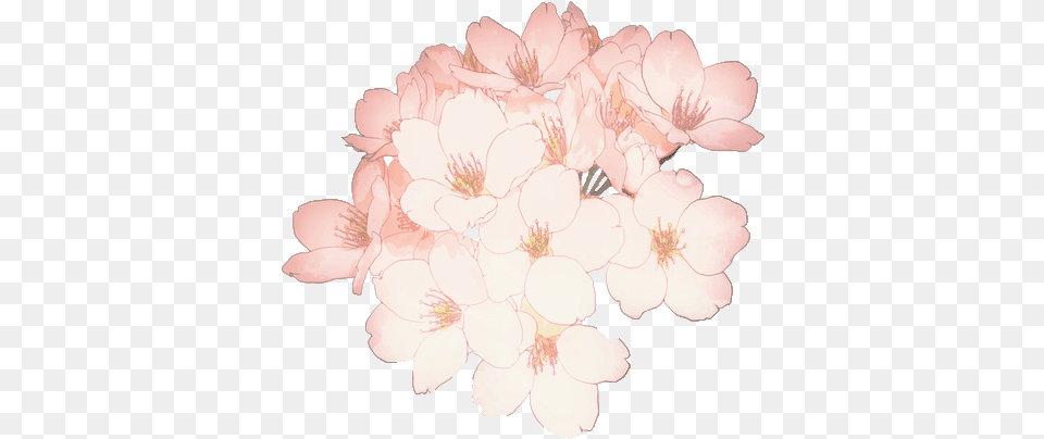 Flowers Overlay And Image Sakura Flower Kawaii, Geranium, Plant, Petal, Cherry Blossom Free Transparent Png