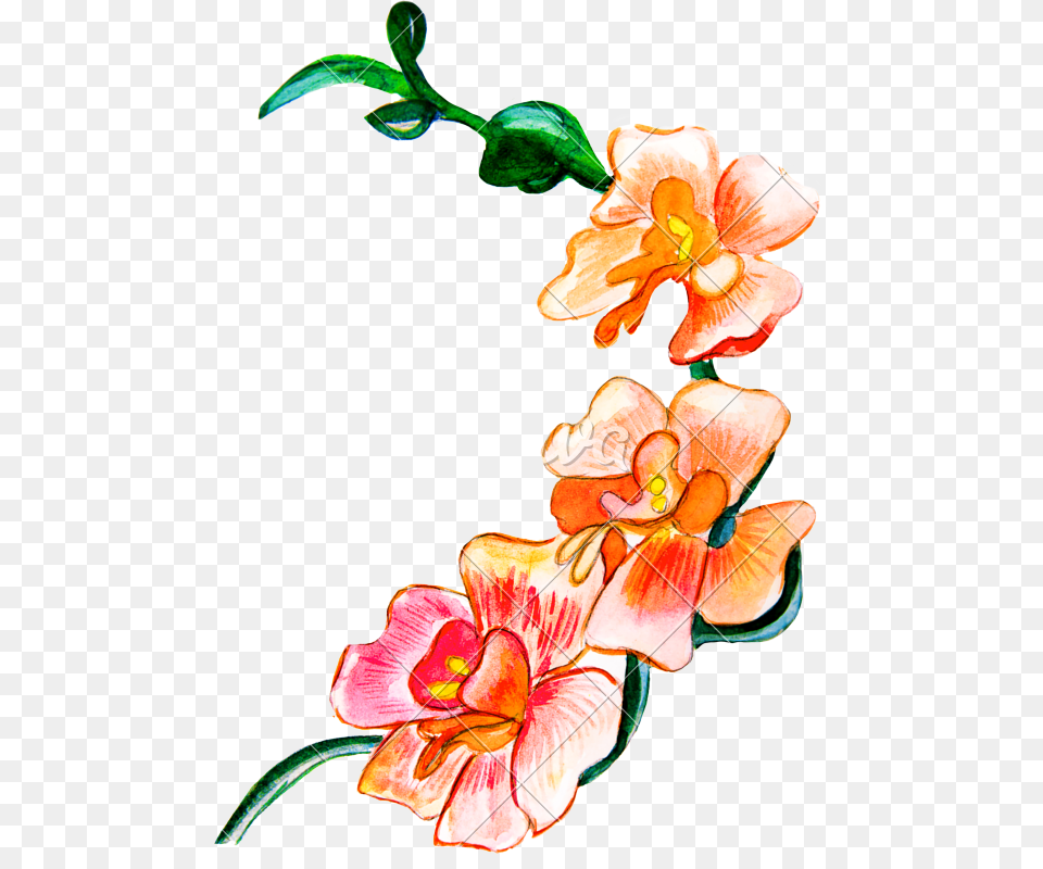 Flowers Painted With Watercolors, Art, Floral Design, Flower, Graphics Free Transparent Png