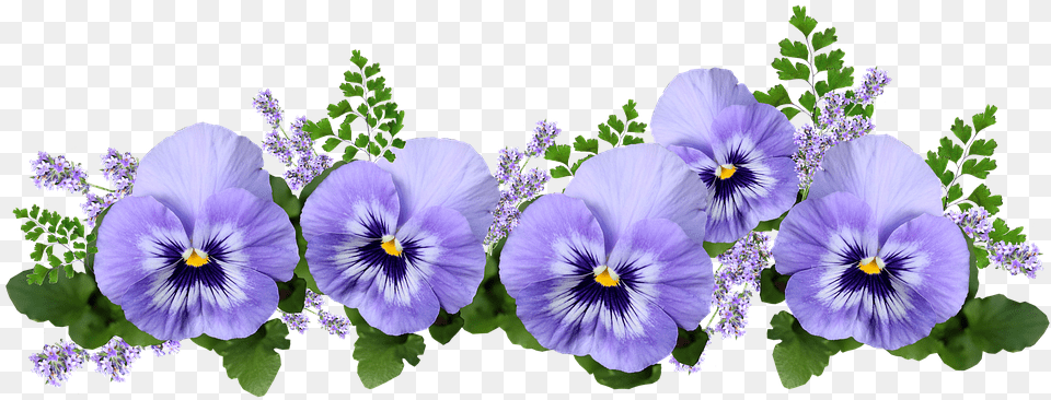 Flowers Pansies Lavender Maiden Hair Fern Pansies, Flower, Plant, Geranium, Purple Free Png