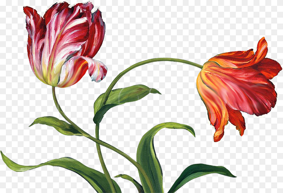 Flowers Pattern Kx46 V74 Pictures China Painting Flowers, Flower, Plant, Petal, Art Free Png Download