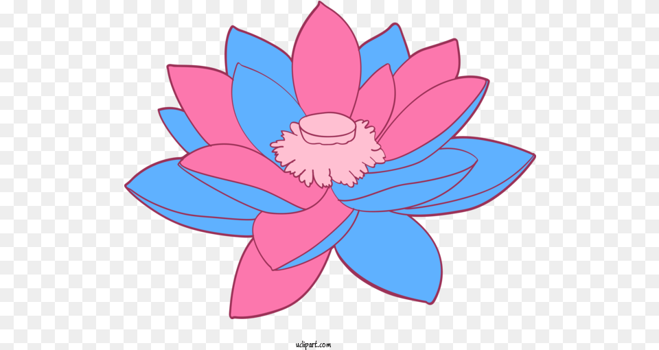 Flowers Petal Lotus Family Pink For Girly, Dahlia, Flower, Plant, Lily Free Png Download