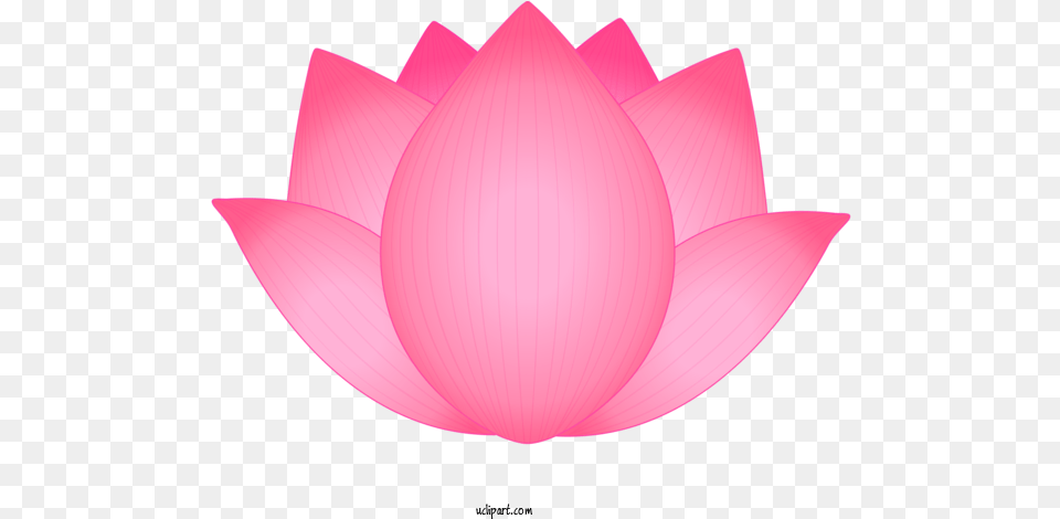 Flowers Petal Lotus Family Pink For Language, Dahlia, Flower, Plant, Lily Png Image