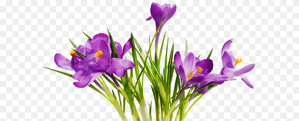 Flowers Photo, Flower, Plant, Crocus, Purple Png