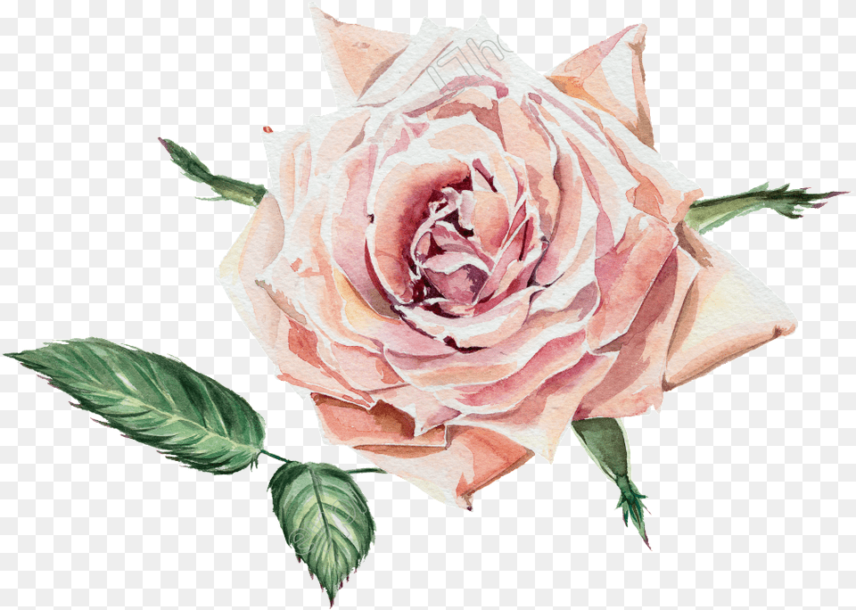 Flowers Pictures And Cliparts, Flower, Plant, Rose Png Image