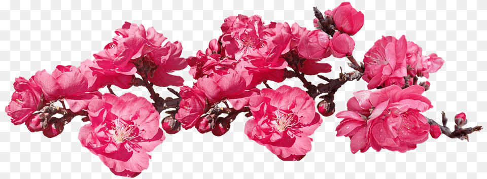 Flowers Pink Blossom Photo On Pixabay Peach Tree Pink, Flower, Geranium, Plant, Petal Free Png Download