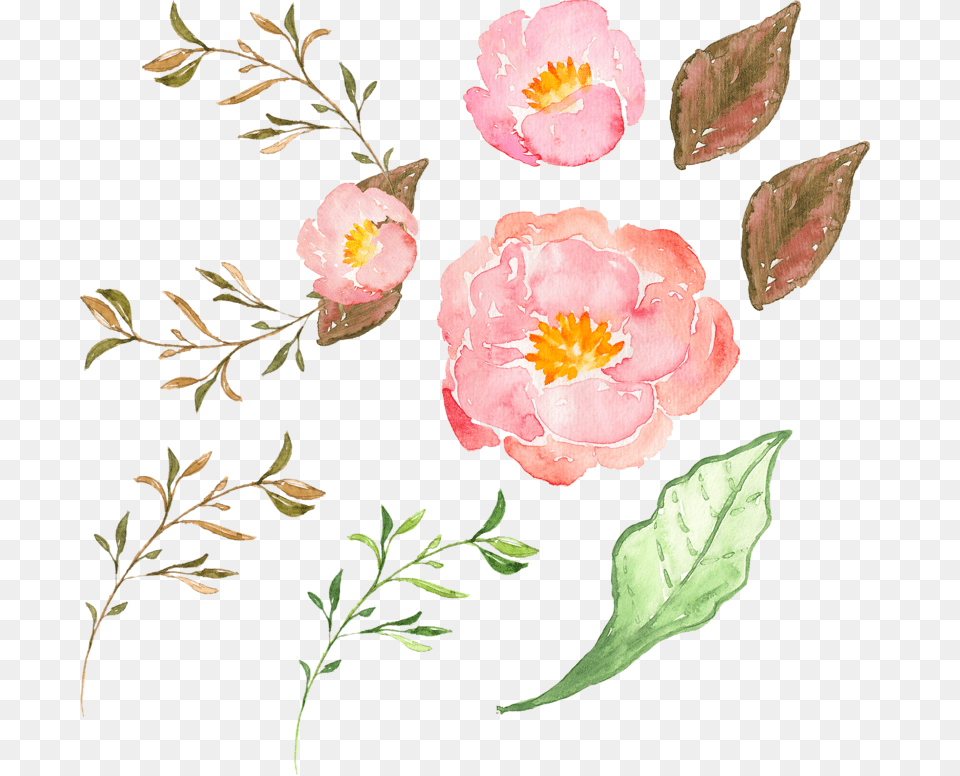 Flowers Pink Flower Transprent, Anemone, Petal, Plant, Rose Free Transparent Png