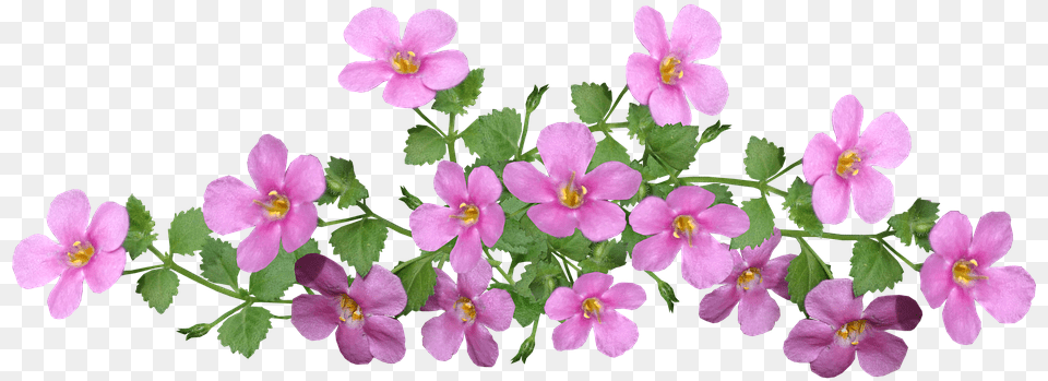 Flowers Pink Ground Cover Cut Photo On Pixabay Ground Cover Clipart, Flower, Geranium, Plant Free Transparent Png