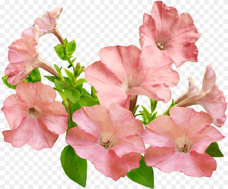 Flowers Pink Petunias Image On Pixabay Petunia, Flower, Geranium, Petal, Plant Png