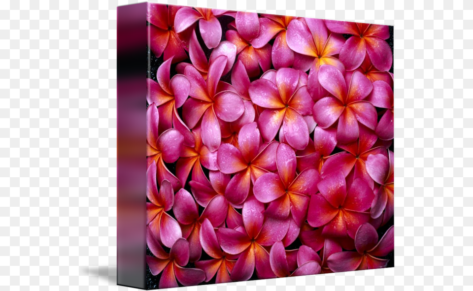 Flowers Pink Plumeria Frangipani Frangipani Background, Flower, Geranium, Petal, Plant Free Png Download