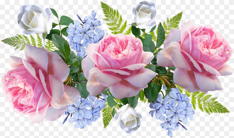 Flowers Pink Roses On Pixabay Flores Rosas Y Azul, Flower, Flower Arrangement, Flower Bouquet, Plant Free Transparent Png