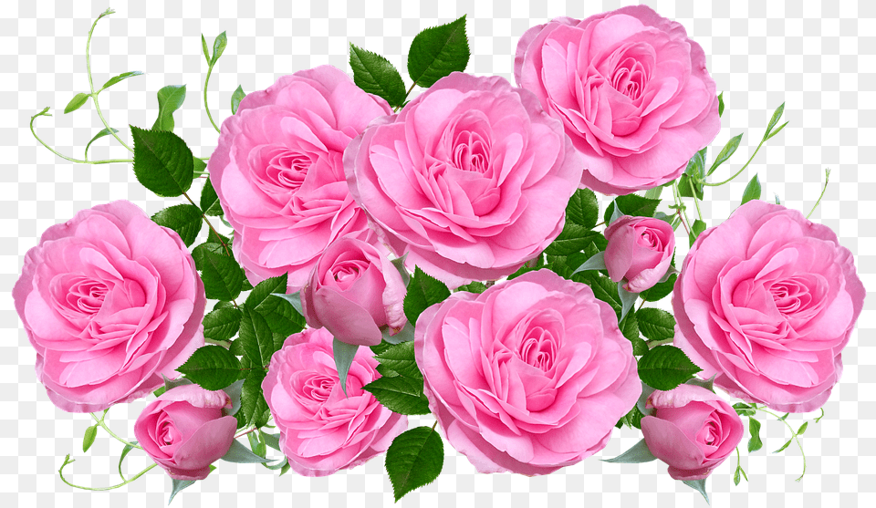 Flowers Pink Roses On Pixabay Rosa Rosas, Flower, Flower Arrangement, Flower Bouquet, Plant Png Image