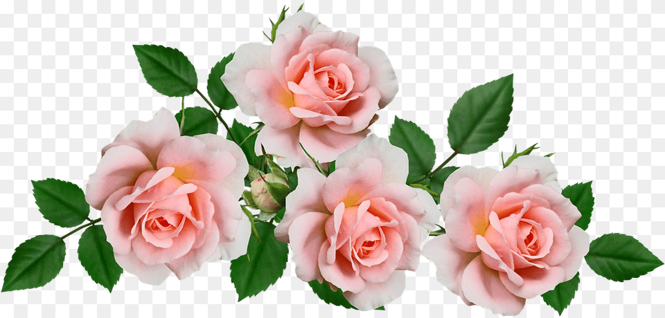 Flowers Pink Roses Photo On Pixabay Gambar Bunga Warna Pink, Flower, Plant, Rose Free Png