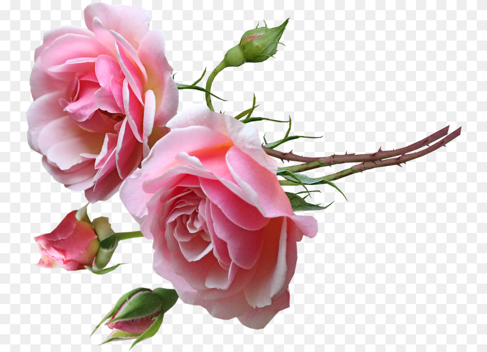 Flowers Pink Roses Photo On Pixabay Garden Roses, Flower, Plant, Rose, Flower Arrangement Free Png