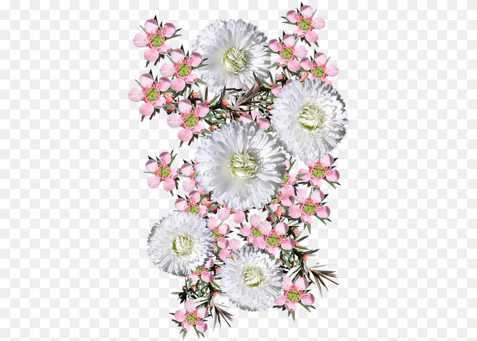 Flowers Pink Tea Tree White Free Photo On Pixabay Tea Plant, Art, Floral Design, Flower, Flower Arrangement Png Image
