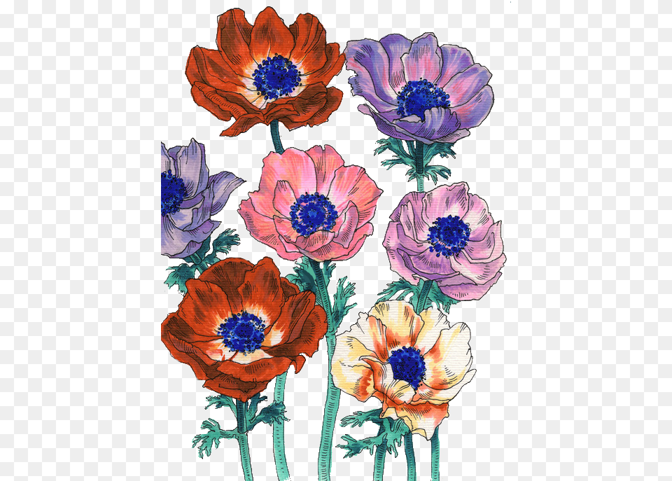 Flowers Poppies Art Print Mini By Ania, Anemone, Dahlia, Flower, Pattern Free Transparent Png