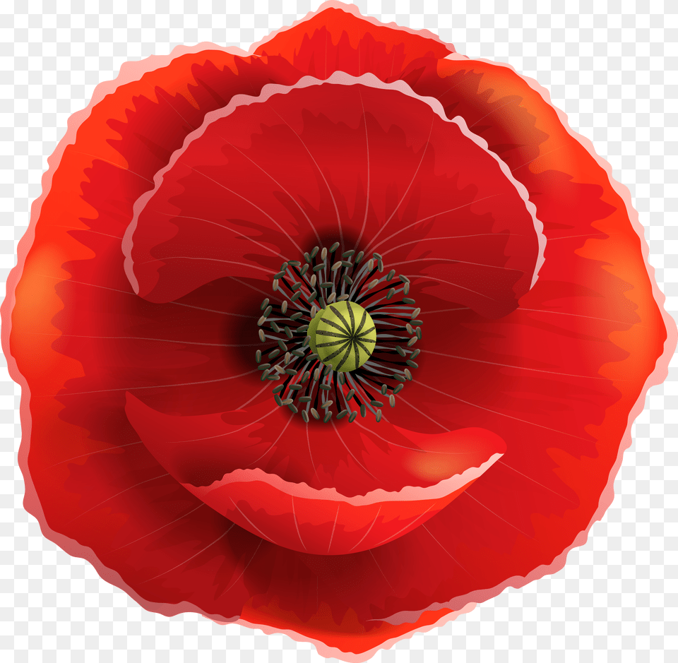 Flowers Poppies V Free Transparent Png