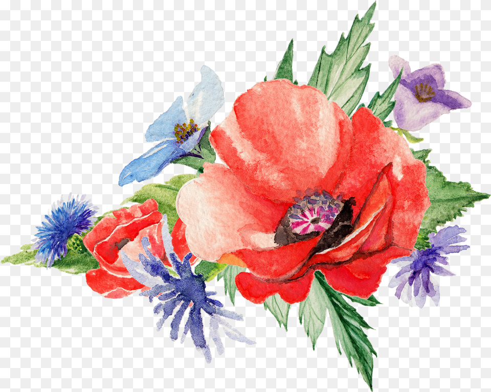 Flowers Poppy Art Painting Transprent Watercolor Free Png Download