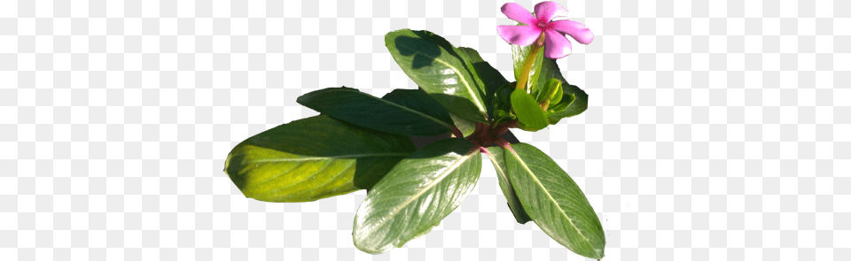 Flowers Purple, Acanthaceae, Flower, Geranium, Leaf Png