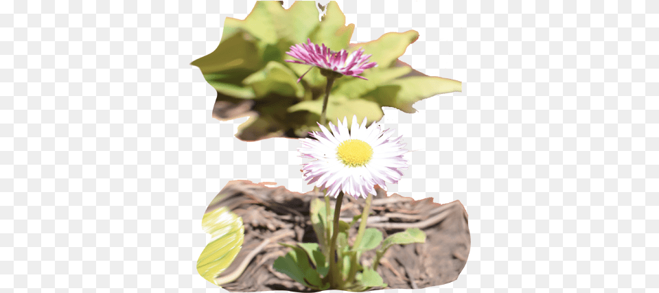 Flowers Purple, Daisy, Flower, Plant, Petal Free Png