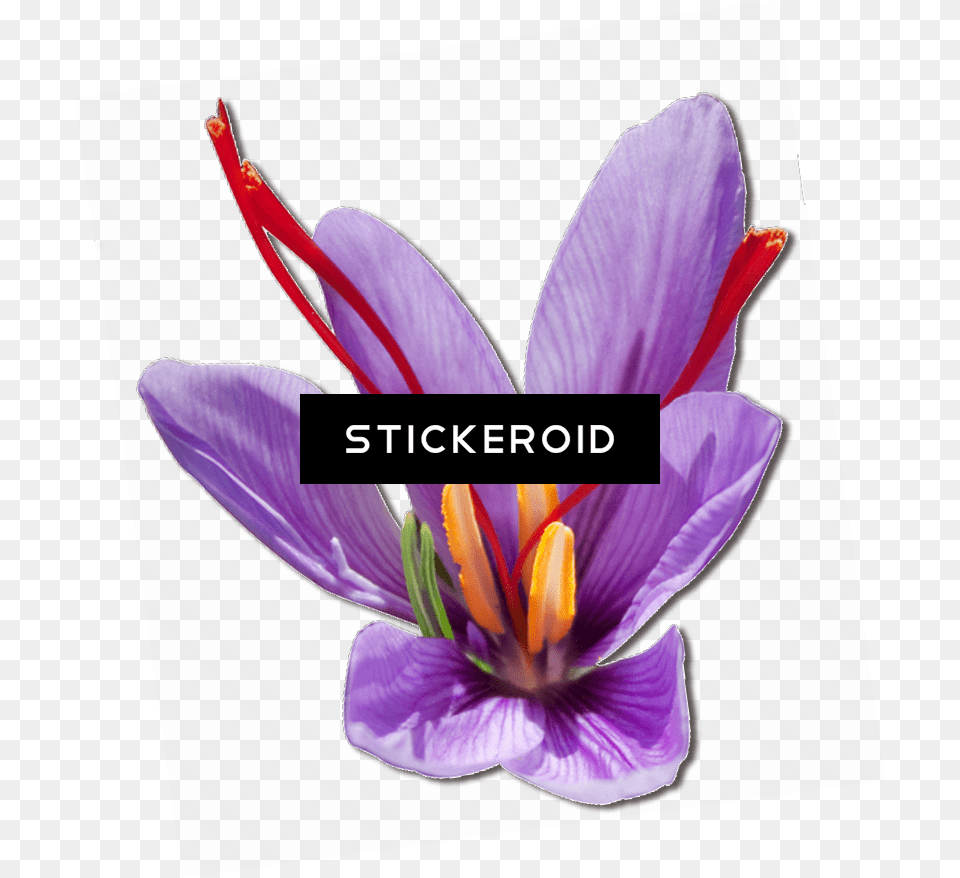 Flowers Purple, Flower, Plant, Anther, Crocus Png Image