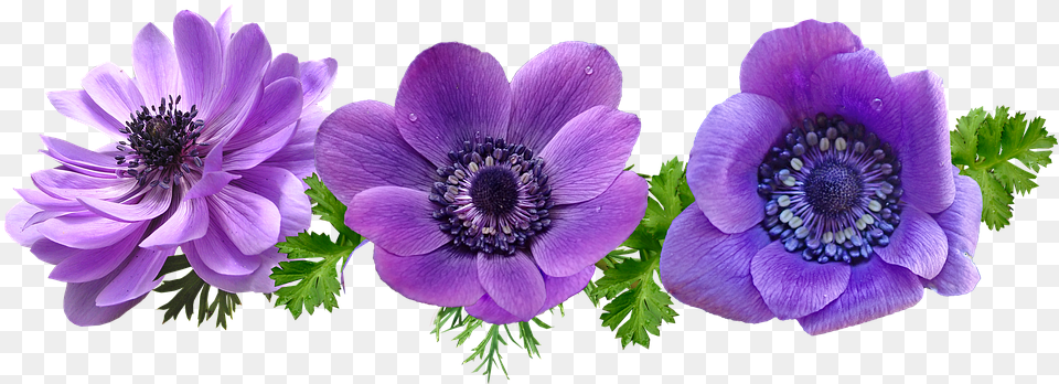 Flowers Purple Anemone Leaves Purple, Flower, Geranium, Plant, Anther Free Png
