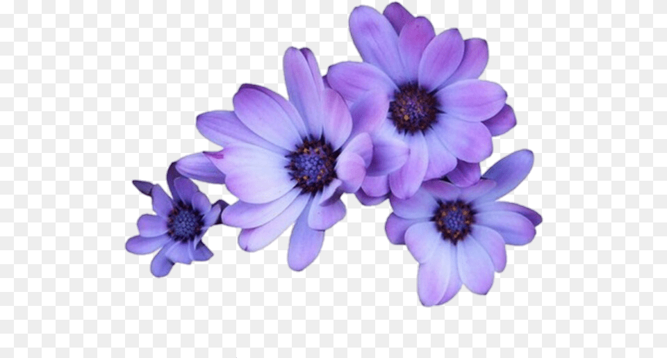 Flowers Purple Tumblr Overlays Editingneeds Foredit Purple Flower Background, Anemone, Anther, Daisy, Petal Free Transparent Png