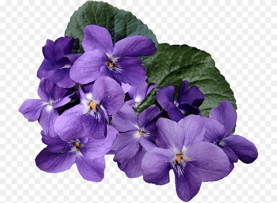 Flowers Purple Violets Blue Violet, Flower, Geranium, Plant, Petal Free Png Download