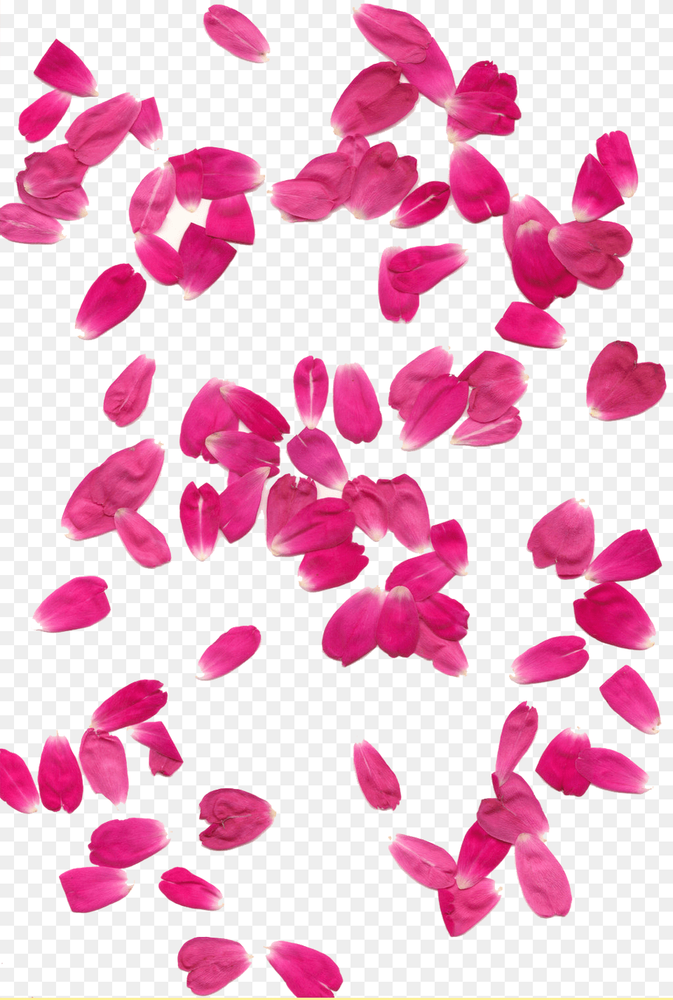 Flowers Rain Images, Flower, Petal, Plant Free Png Download