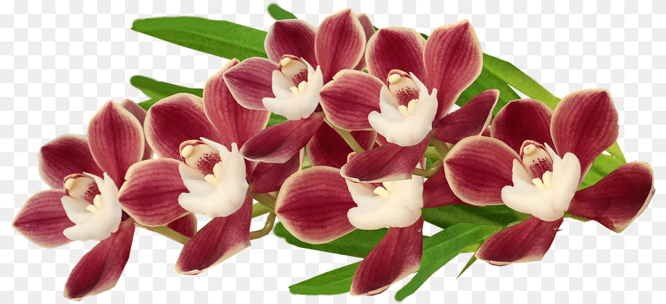 Flowers Red Orchids Photo On Pixabay Orchids Of The Philippines, Flower, Orchid, Plant, Petal Free Transparent Png