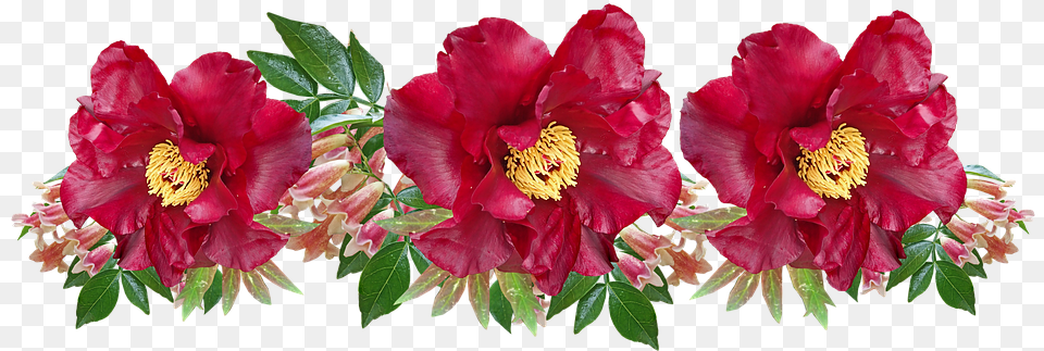 Flowers Red Peony Photo On Pixabay Camellia, Flower, Petal, Plant, Anther Free Png