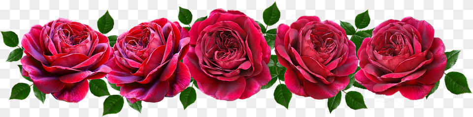 Flowers Red Roses Romantic Banner Hybrid Tea Rose, Flower, Plant, Petal Free Png Download