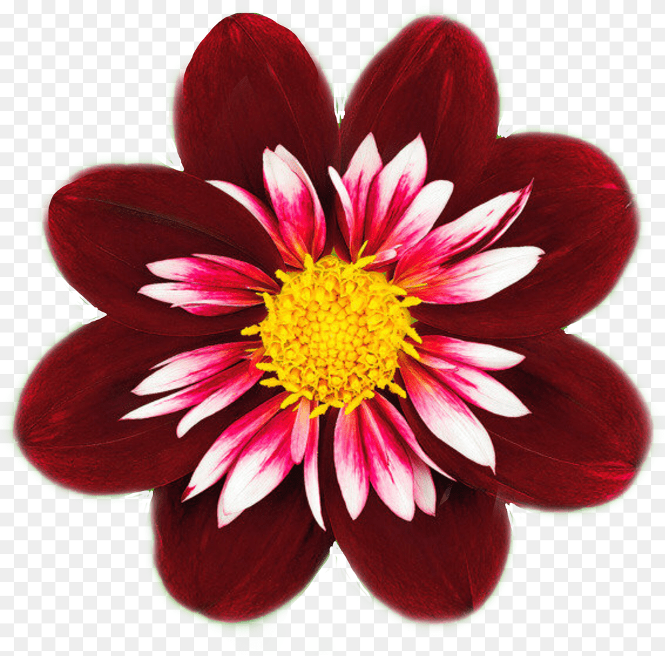 Flowers Redflower Fiore Flor Blume Fleur By Sadna2018 Common Zinnia, Dahlia, Daisy, Flower, Petal Free Png