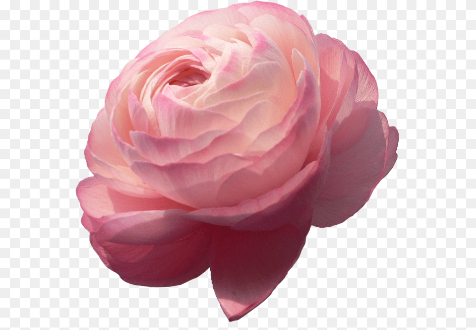 Flowers Rose And Pink Ranunculus, Flower, Petal, Plant, Dahlia Free Transparent Png