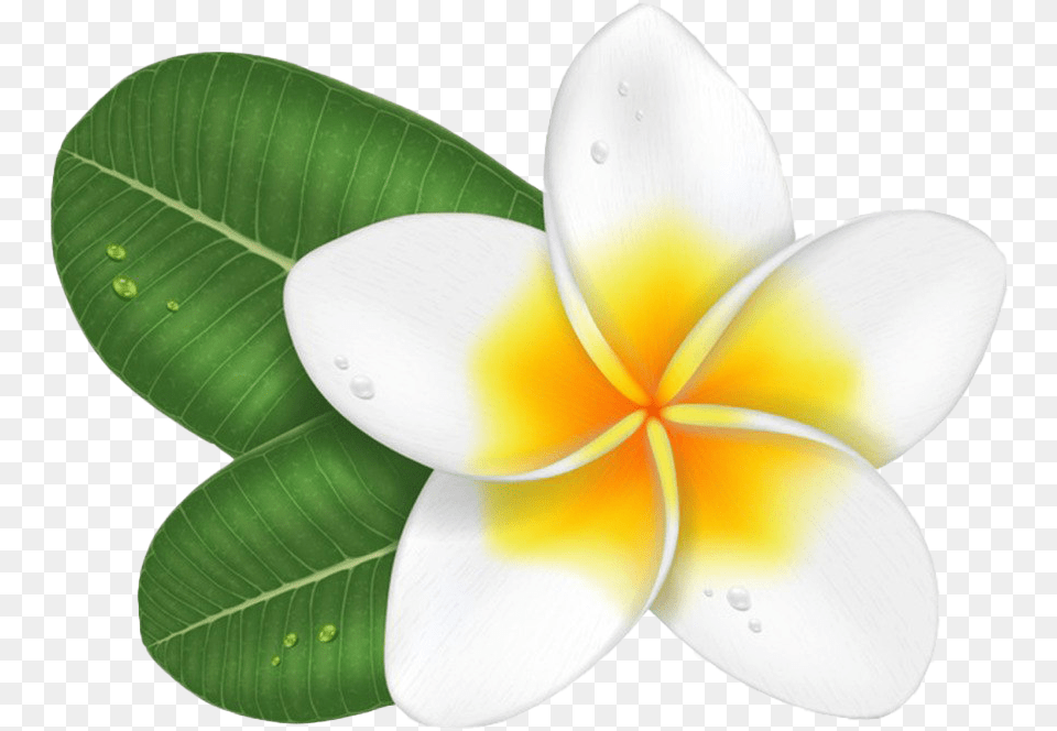 Flowers Rose Flower Clipart Frangipani, Leaf, Petal, Plant, Anemone Png Image