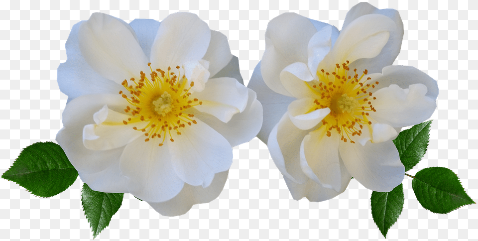 Flowers Rose White Summer White Summer Flowers, Anemone, Flower, Petal, Plant Free Png Download