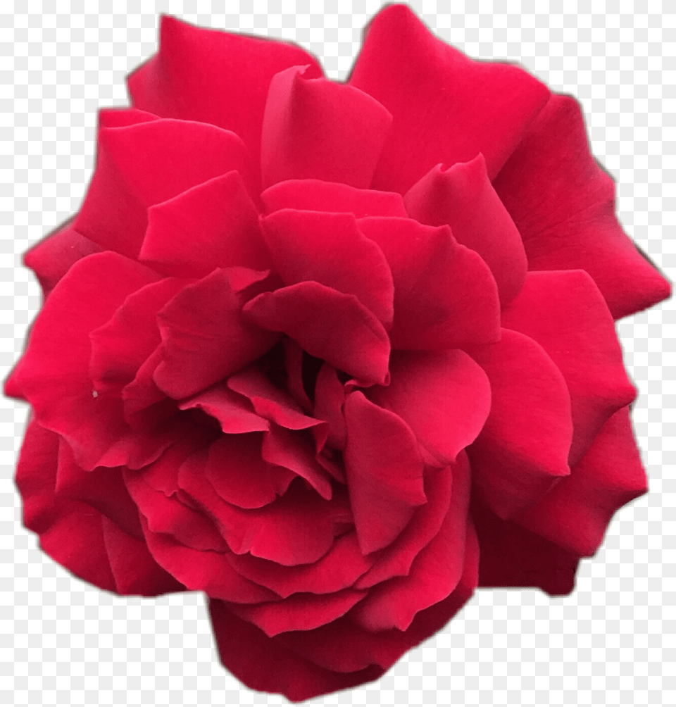 Flowers Rosechallengescrose Rose Red Flower Carnation, Petal, Plant, Geranium Free Png Download