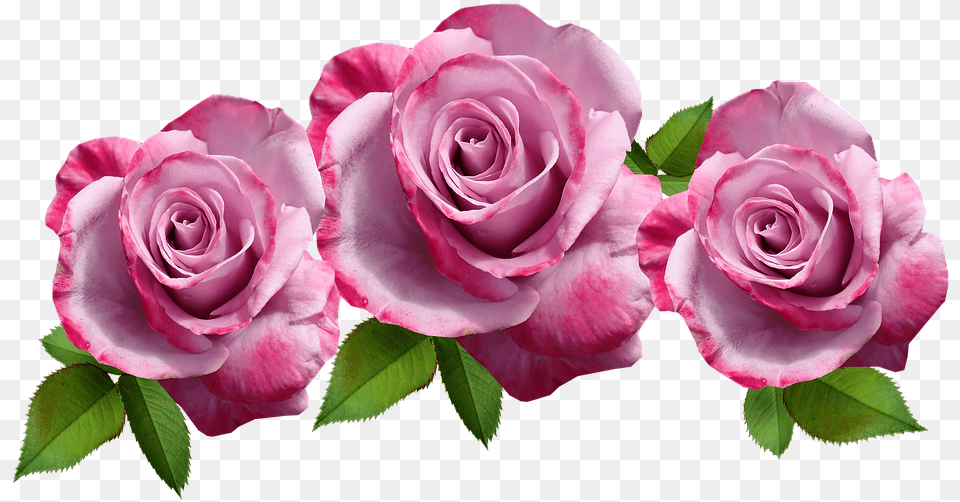 Flowers Roses Mauve Fragrant Cut Out Isolated Garden Roses, Flower, Plant, Rose, Petal Png Image