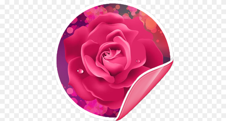 Flowers Roses Stickers For Whatsapp Rose Flower Dp For Whatsapp, Clothing, Hat, Petal, Plant Png Image