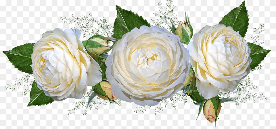 Flowers Roses White Garden Nature, Flower, Flower Arrangement, Flower Bouquet, Plant Free Png