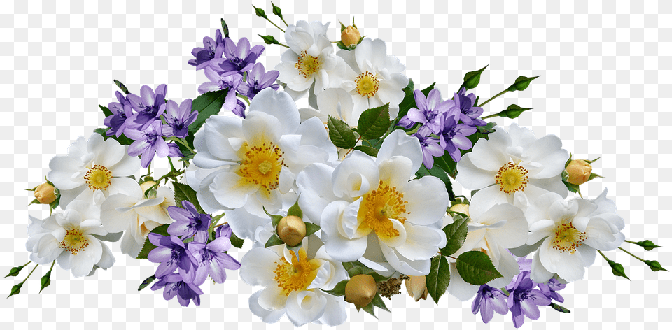 Flowers Roses White Mauve Photo On Pixabay Background Bunga Putih, Anemone, Flower, Flower Arrangement, Flower Bouquet Png Image
