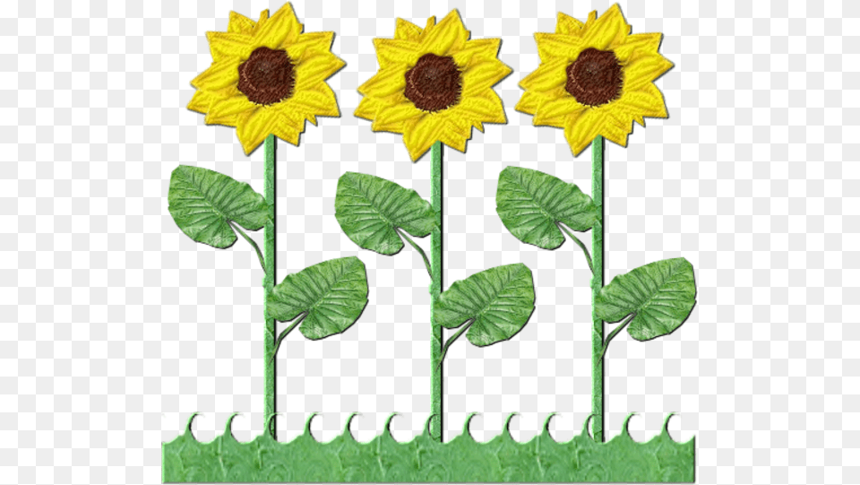 Flowers Row Of Sunflowers Sun Flower Tree Clipart, Plant, Sunflower, Leaf Free Transparent Png