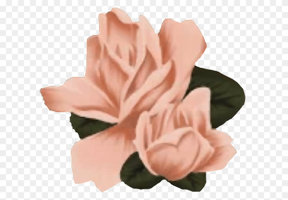 Flowers Shawnmendes Shawn Mendes Roses Shawnmendesflowers Shawn Mendes Flowers, Flower, Petal, Plant, Hibiscus Free Png