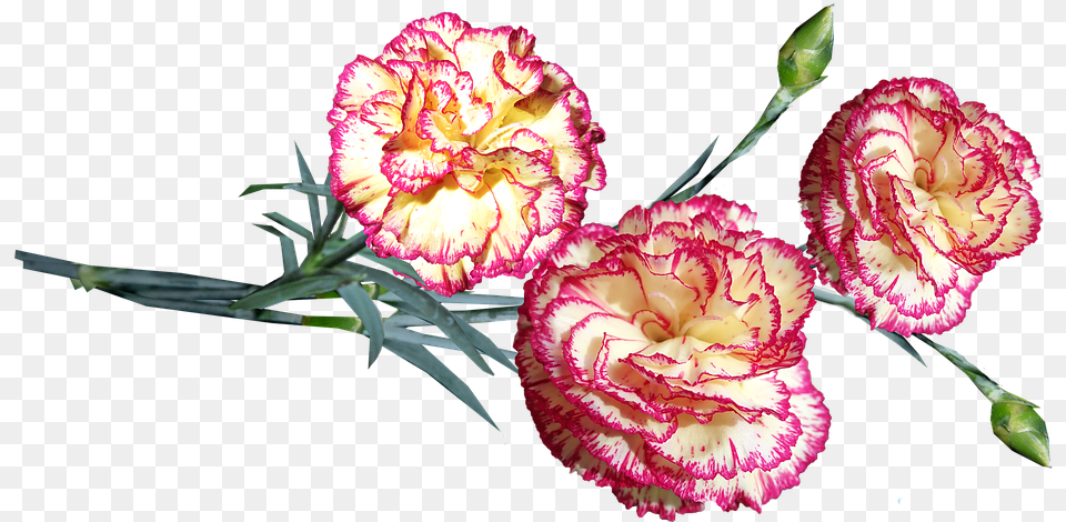 Flowers Striped Carnations Stems Cut Out Isolated Dianthus, Carnation, Flower, Plant Free Png Download