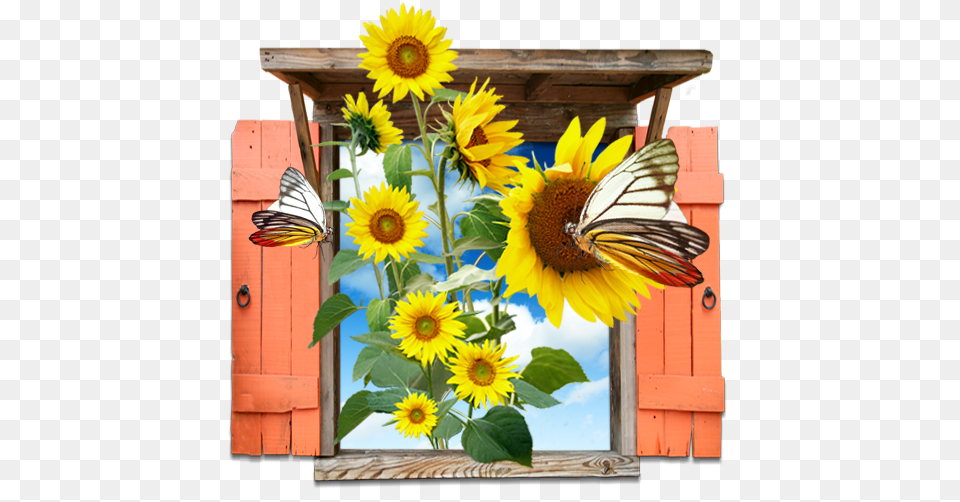 Flowers Sunflowers Window Icon Kupu Kupu Dan Bunga Matahari, Flower, Plant, Sunflower, Daisy Free Png Download