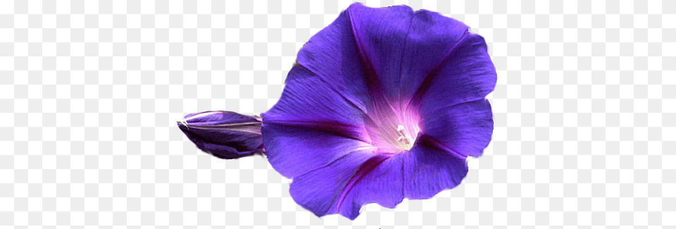 Flowers Transparent Image Mart Morning Glory Flower, Plant, Purple, Petal, Geranium Free Png Download